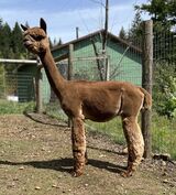 alpaca for sale