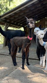 alpaca for sale
