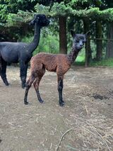 alpaca for sale