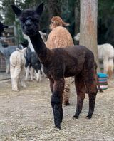 alpaca for sale