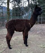 alpaca for sale