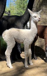 alpaca for sale