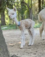alpaca for sale