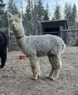 alpaca for sale