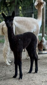 alpaca for sale