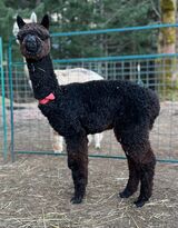 alpaca for sale