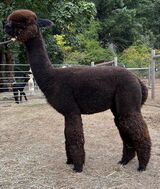 alpaca for sale