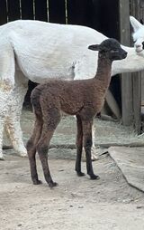 alpaca for sale