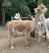 alpaca for sale