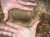 alpaca for sale