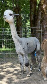 alpaca for sale