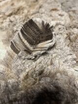 alpaca for sale