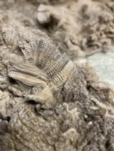 alpaca for sale