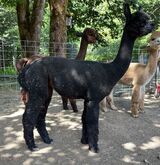 alpaca for sale