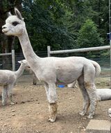 alpaca for sale