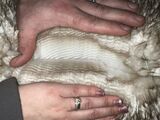 alpaca for sale