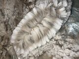alpaca for sale