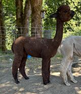 alpaca for sale