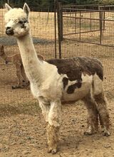 alpaca for sale