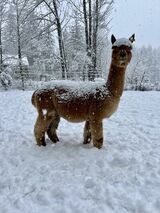alpaca for sale