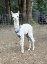 alpaca for sale