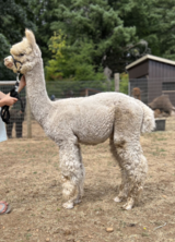alpaca for sale