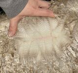 alpaca for sale