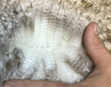 alpaca for sale