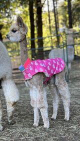 alpaca for sale