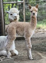 alpaca for sale