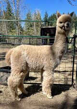 alpaca for sale