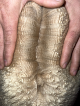 alpaca for sale