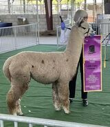 alpaca for sale