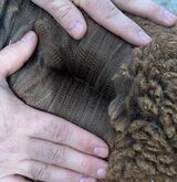 alpaca for sale