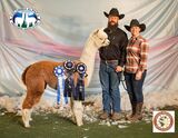 alpaca for sale
