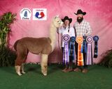 alpaca for sale