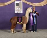 alpaca for sale