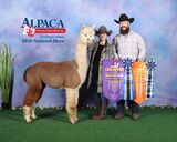 alpaca for sale