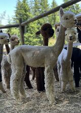 alpaca for sale