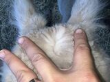 alpaca for sale