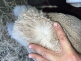 alpaca for sale