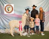 alpaca for sale