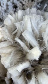 alpaca for sale