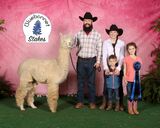 alpaca for sale