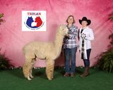 alpaca for sale