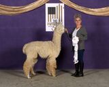 alpaca for sale