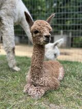 alpaca for sale