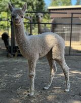 alpaca for sale