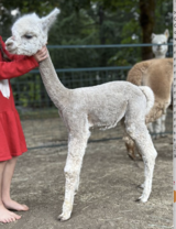 alpaca for sale