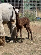 alpaca for sale